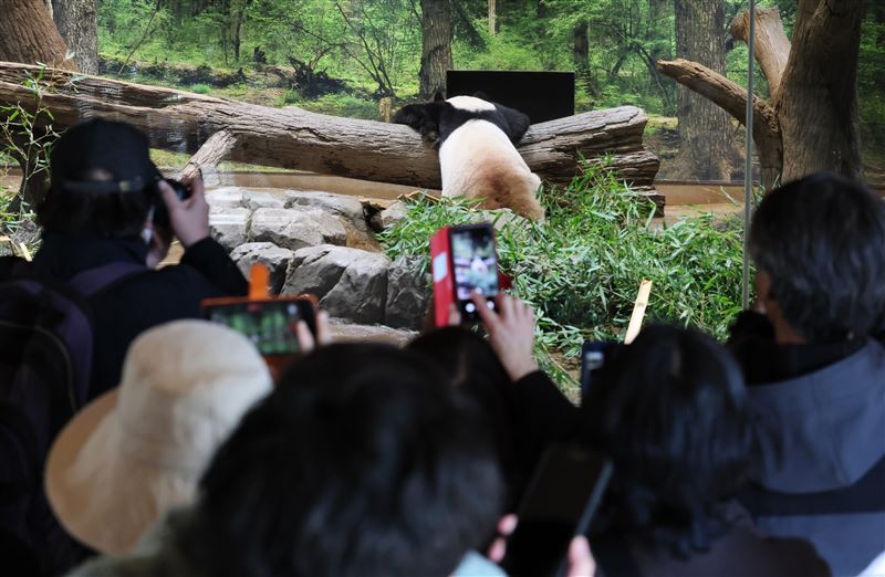 為了看「曉曉」與「蕾蕾」最後一眼，日本遊客25日擠滿上野動物園，參加最後一次的參觀活動，（圖／美聯社／達志影像）