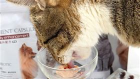 平價寵物保健品推買二送一。（圖／寵星提供） 