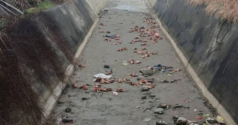 苗栗後龍外埔里王爺宮大排出海口驚見上百隻病死雞遭棄置，動保所封鎖現場採樣送驗並擴大追查來源。（圖／翻攝畫面）