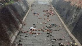 苗栗後龍外埔里王爺宮大排出海口驚見上百隻病死雞遭棄置，動保所封鎖現場採樣送驗並擴大追查來源。（圖／翻攝畫面）