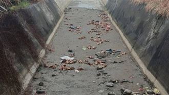 苗栗後龍外埔里王爺宮大排出海口驚見上百隻病死雞遭棄置，動保所封鎖現場採樣送驗並擴大追查來源。（圖／翻攝畫面）