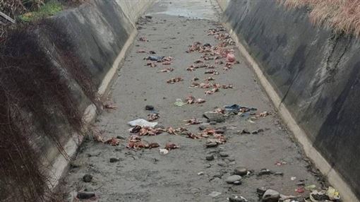 苗栗大排驚見上百死死雞」 動保所急封鎖