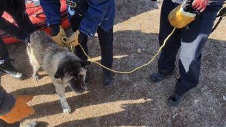 「來救你了！」　毛孩跌冰湖急凍生死一線