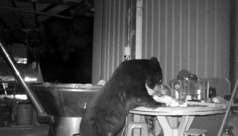 阿里山鄉於今年截至26日，林保署嘉義分署接獲多起台灣黑熊入侵工寮或菜園通報；黑熊會在夜晚侵入山區工寮尋找食物。（林保署嘉義分署提供）