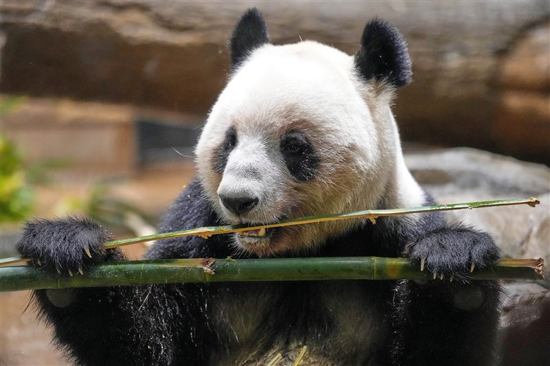 四歲的蕾蕾。（圖／美聯社／達志影像）