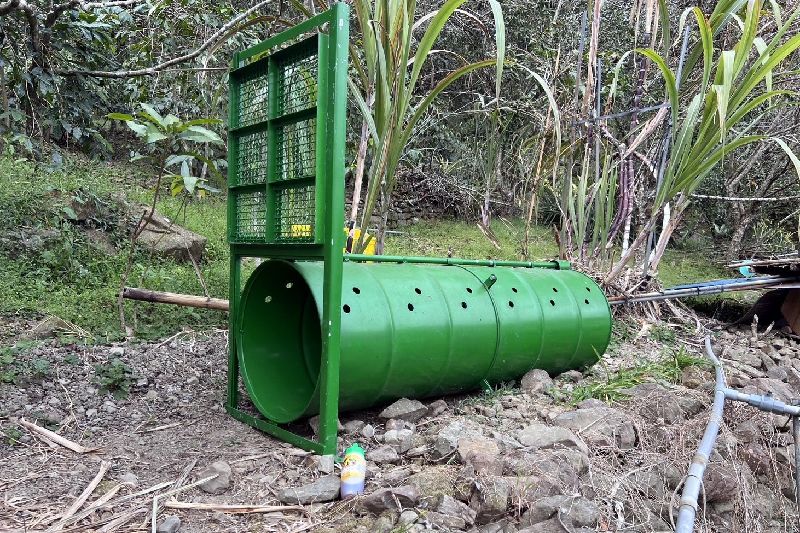 阿里山鄉於今年截至26日，林保署嘉義分署接獲9起台灣黑熊入侵工寮或菜園通報，因近來出沒靠近聚落，即設置誘捕籠，避免黑熊侵擾，發生傷人事件。（林保署嘉義分署提供）