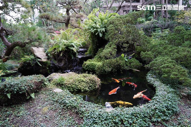 陶朱隱園瀑布下方設有水池並飼養錦鯉，為綠意盎然的園區增添繽紛色彩。（圖／記者趙于瑩攝影）