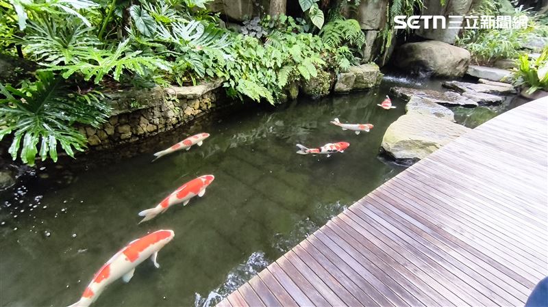 陶朱隱園地下一樓戶外水池眷養了許多大錦鯉。（圖／記者陳韋帆攝影）