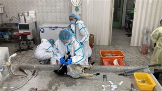 空投毒藥報復！梅花鹿山羊多動物暴斃