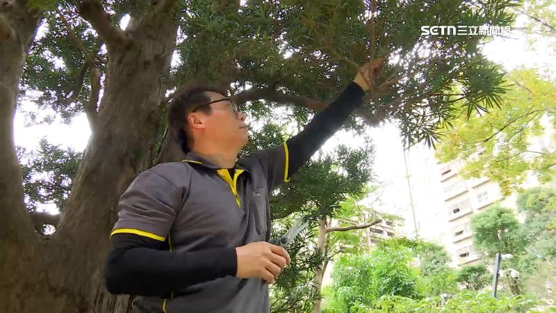 庭院有專屬的樹醫生駐守