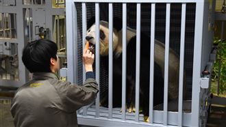 雙胞胎貓熊今歸還中　日人淚灑上野動物園
