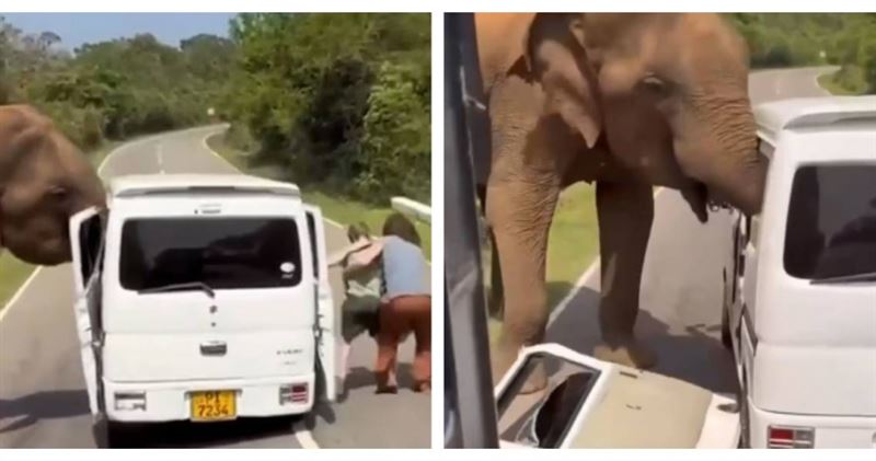 旅客原想與野象互動，未料引爆激烈反應，車輛嚴重受損。（圖／翻攝自IG，miklovsky）
