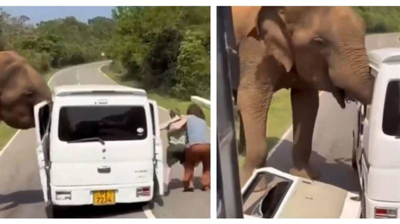 餵食惹禍？野象突襲觀光車　旅客帶娃逃命