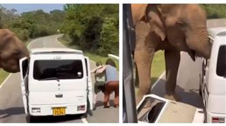 餵食惹禍？野象突襲觀光車　旅客帶娃逃命