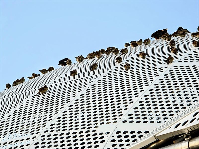高公局研判，麻雀應該是為了避風而聚集在屋頂的不鏽鋼沖網上。（圖／翻攝自嘉義之美臉書）