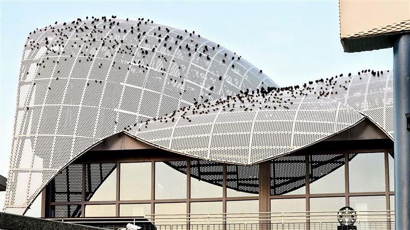 國3清水服務區出現千鳥齊聚場景，上千隻麻雀聚集在星巴克屋頂上。（圖／翻攝自嘉義之美臉書）