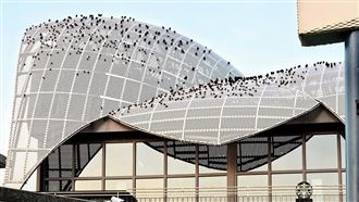 清水服務區麻雀大爆發！千鳥齊聚畫面曝