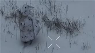 俄兵穿「隱形斗篷」扮企鵝　遭無人機轟飛