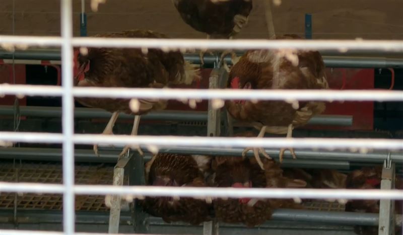 台中豐原一家蛋雞場，近日有1700隻大量死亡，經採檢化驗確認染禽流感。(圖／翻攝畫面)