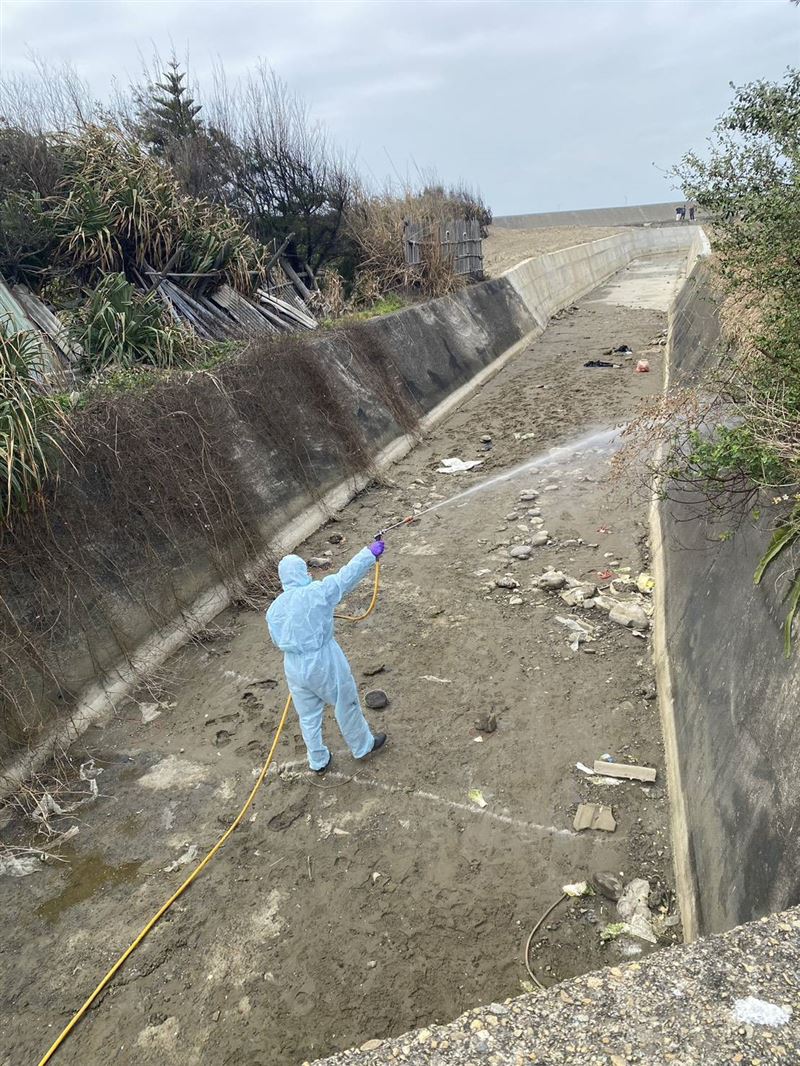 苗栗後龍大排26日出現235隻遭棄置的雞屍，檢驗確診禽流感，證據指向來源疑為台中養雞場。(圖／翻攝畫面)