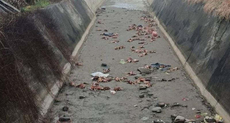 台中豐原一處蛋雞場爆發禽流感，不肖業者竟將病死雞運至苗栗後龍棄置(圖／翻攝畫面)