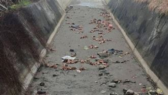 苗栗大排百隻死雞確診禽流感　來源疑台中