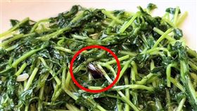 港點,蟑螂(圖／讀者提供）