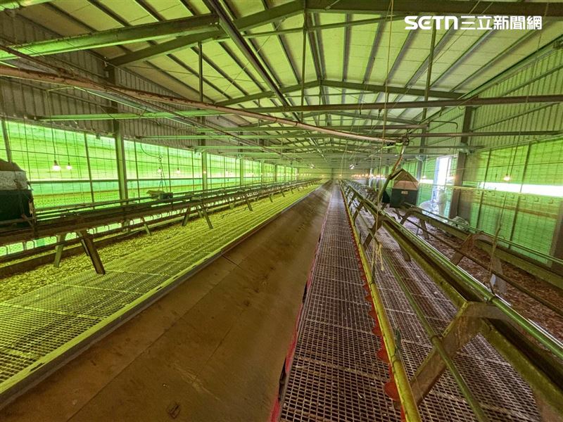 台中豐原區豐康牧場爆發禽流感，雞場5千多隻雞今(29)日上午完成撲殺。（圖／台中市府提供）