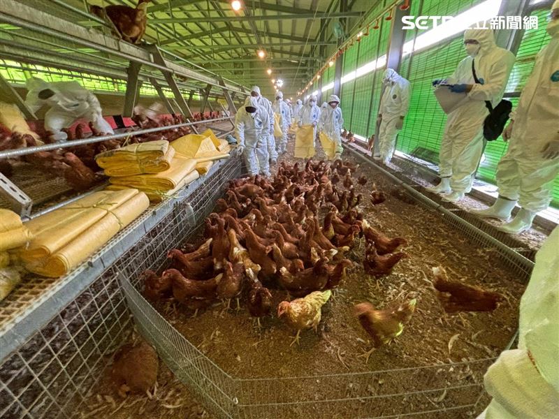 台中豐原爆發禽流感，1700隻雞死亡。無毒教母譚敦慈提醒，吃蛋要選合法來源、接觸雞蛋後記得洗手，避免生食。（圖／台中市府提供）