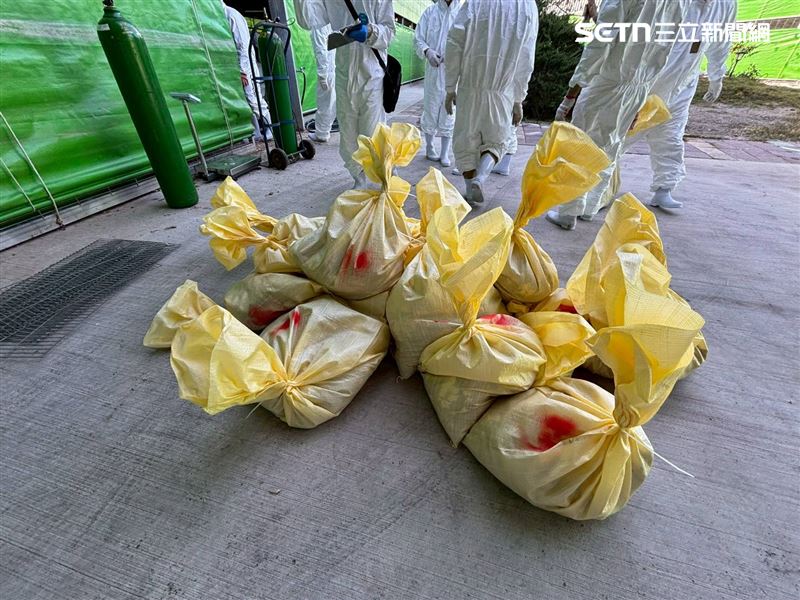 豐原雞場大量雞隻死亡，業者卻隱匿未主動通報，私自把病死雞埋在自家牧場及苗栗，將裁處5萬元以上、100萬元以下罰鍰。（圖／台中市府提供）
