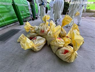 雞場為何隱匿禽流感不報？獸醫:通報=破產