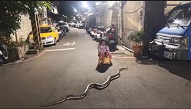 女童滑著學步車在路上遇見超過2米長的球蟒逛大街。（圖／翻攝社會事新聞影音） 