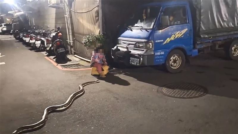 女童滑著學步車在路上遇見超過2米長的球蟒逛大街淡定繞路。（圖／翻攝社會事新聞影音）