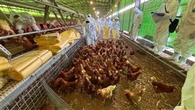 禽流感,豐原,豐康牧場,蛋雞場,撲殺（圖／台中市府提供）