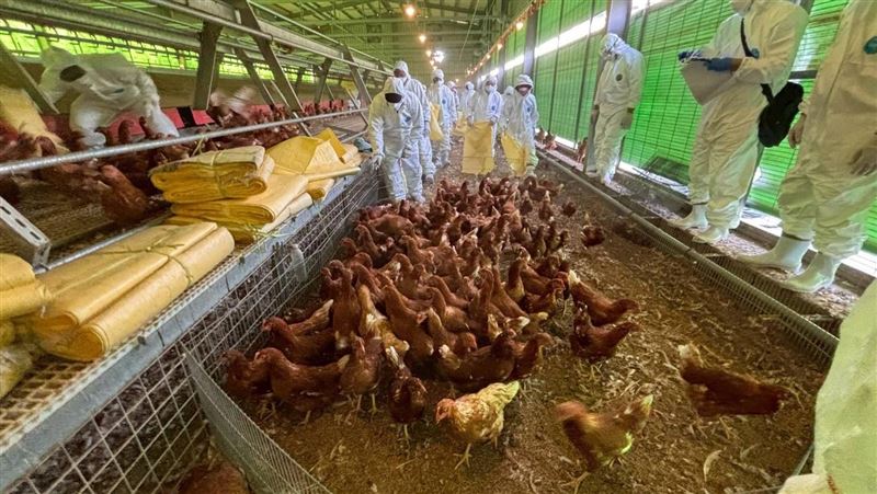 台中豐原一處蛋雞場爆出禽流感疫情。（圖／台中市府提供）