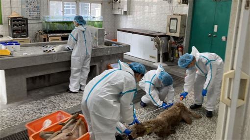 空拍機投毒動物暴斃　凸顯空間治理死角