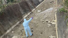 苗栗後龍大排，235隻雞屍棄置，確診禽流感，證據指向台中養雞場，鍾東錦：重罰百萬(圖／翻攝畫面)