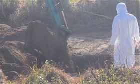 台中豐康雞場，1150死雞埋苗栗，地主拒配合處理 警方介入緊急開挖(圖／翻攝畫面)
