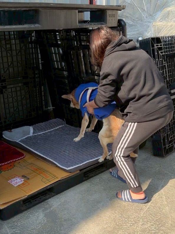 賓賓哥拯救老犬，卻挨轟棄養。（圖／翻攝自臉書）