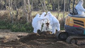 無良地主收埋台中禽流感死雞　苗縣府開挖（1）台中豐康畜牧場隱匿蛋雞禽流感疫情，並將逾千隻死雞埋在苗栗縣後龍鎮的私有農地，苗栗縣政府農業處、動防所29日下午會同警方前往該農地開挖確認。（苗栗縣政府提供）中央社記者管瑞平傳真　115年1月29日