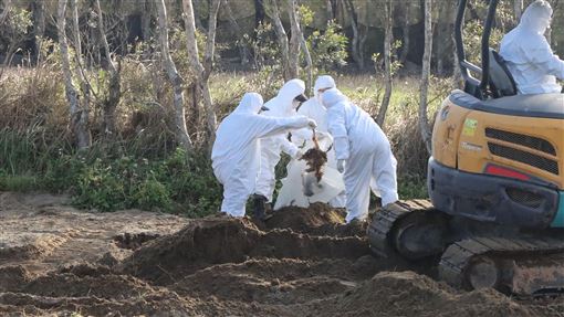 無良地主收埋台中禽流感死雞　苗縣出重手