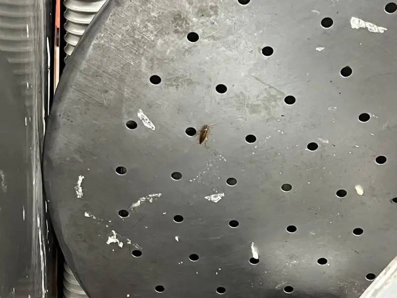 北市衛生局今日至「京星港式飲茶」稽查，發現點心置放機器區有蟑螂出沒等衛生缺失。（圖／北市衛生局提供)