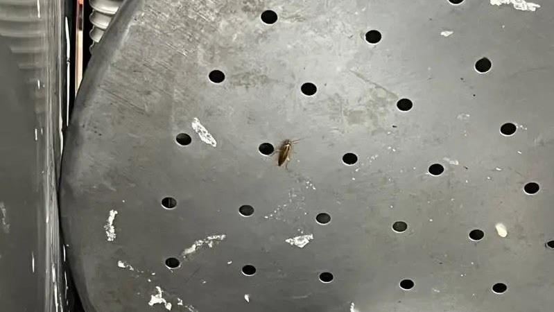 衛生局稽查見「活蟑螂亂竄」 京星回應了