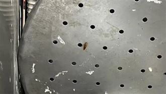 衛生局稽查見「活蟑螂亂竄」　京星回應了