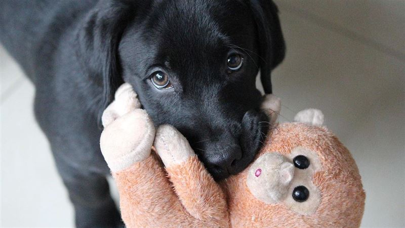 流浪犬經專業訓練後化身「護果英雄」，不僅找到新出路，也成為果農對抗猴害的重要幫手。（示意圖／PIXABAY）