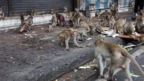 猴子,潑猴(示意圖/Getty Images)
