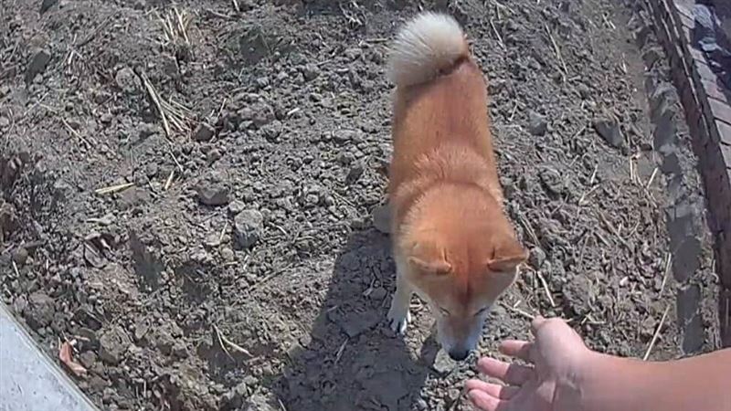 毛孩「皮卡」溜出門卻走失!警1招速尋回