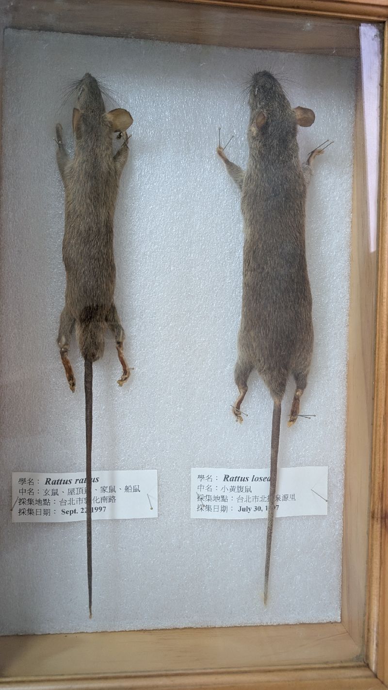 衛生福利部疾病管制署上月30日公布國內今年首例染漢他病毒死亡，為台北市70多歲具慢性病史男性，住家附近捕獲4隻老鼠，其中2隻驗出漢他病毒抗體。圖為老鼠標本，非此案檢體