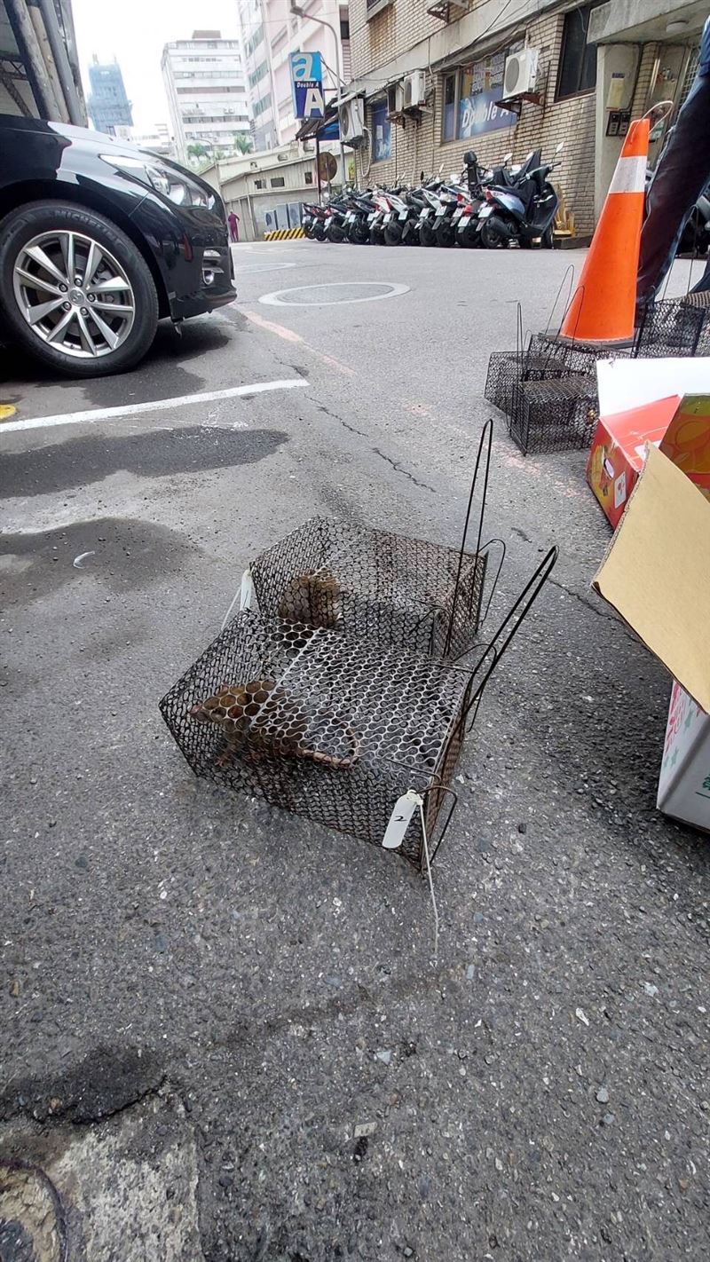 北市出現今年國內首例漢他病毒。（圖／北市衛生局提供）