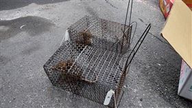 漢他病毒捕獲鼠隻、人員清消。（圖／北市衛生局提供）